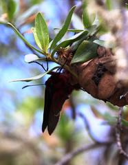 Metardaris cosinga