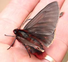 Metardaris cosinga