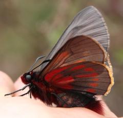 Metardaris cosinga