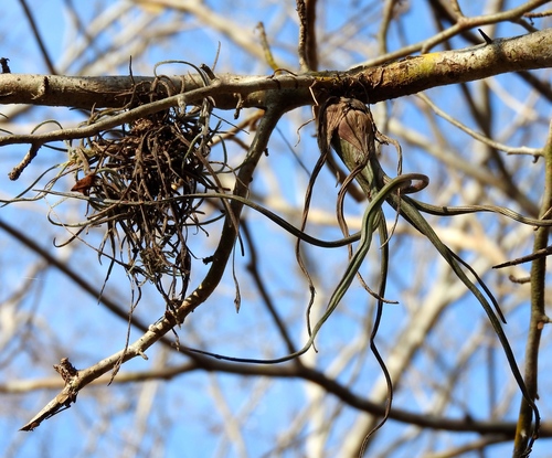 Tillandsia pseudobaileyi, photograph 6