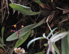 Cyrtochilum rhodoneurum