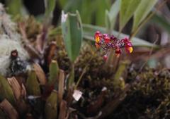 Cyrtochilum rhodoneurum