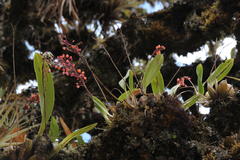 Cyrtochilum rhodoneurum