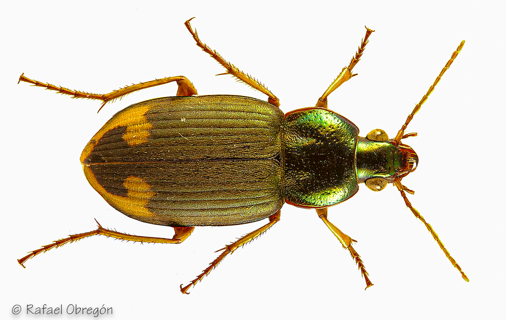 Chlaenius conformis