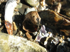 Amphibola crenata image