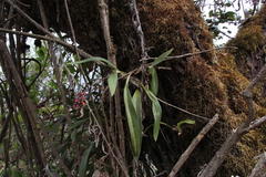 Cyrtochilum rhodoneurum