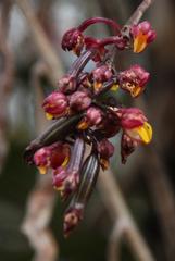 Cyrtochilum rhodoneurum