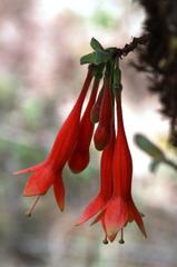 Fuchsia apetala