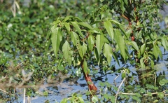 Amaranthus australis
