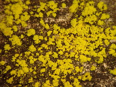 Chrysothrix granulosa