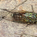 Clapping Cicadas - Photo (c) Kyle Bland, some rights reserved (CC BY-NC), uploaded by Kyle Bland