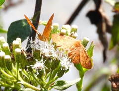 Emesis mandana