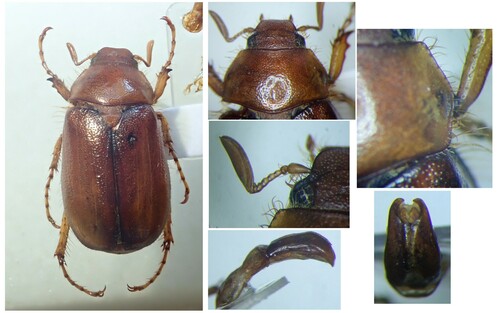 Rhizotrogus cicatricosus