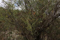 Citharexylum herrerae