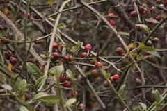 Citharexylum herrerae