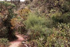 Citharexylum herrerae