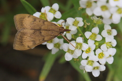 Uresiphita maorialis