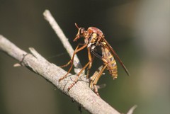 Blepharepium annulatum
