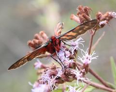 Metardaris cosinga