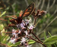 Metardaris cosinga