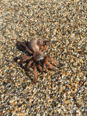 Aptostichus miwok