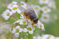 Calliphora hilli