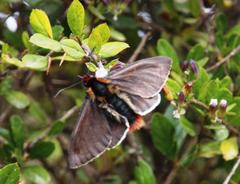 Metardaris cosinga