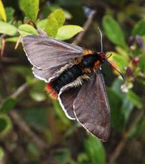 Metardaris cosinga