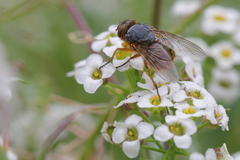 Calliphora hilli