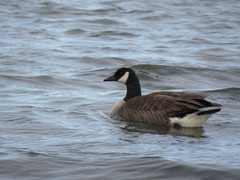 Branta canadensis