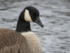 Branta canadensis