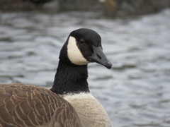 Branta canadensis