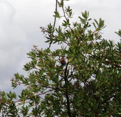 Escallonia resinosa