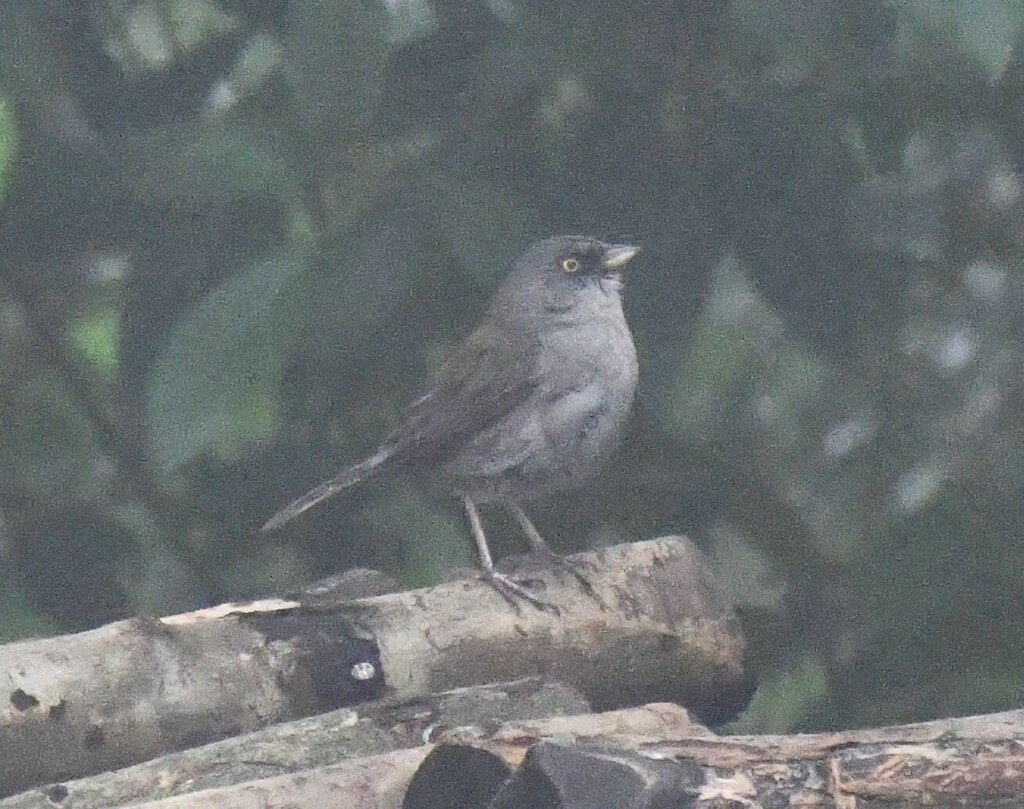 Yellow-eyed Junco (Mexican)