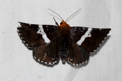 Buzara frontinus