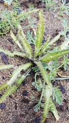 Amsinckia spectabilis