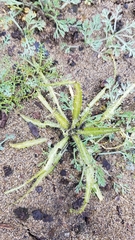 Amsinckia spectabilis