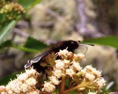 Metardaris cosinga