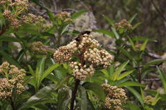 Metardaris cosinga
