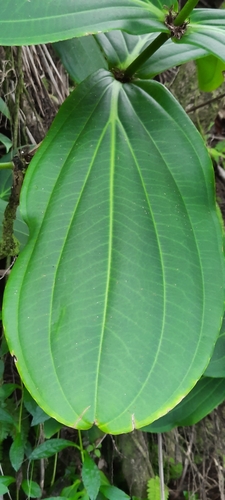 Image of Medinilla cumingii by (c) Olivier Niederhauser, some rights reserved (CC BY)