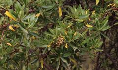 Escallonia resinosa