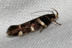Macrobathra ceraunobola