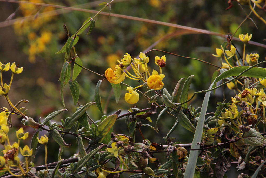 Calceolaria engleriana