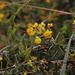 Calceolaria engleriana - Photo (c) Tony Rebelo,  זכויות יוצרים חלקיות (CC BY-SA), הועלה על ידי Tony Rebelo
