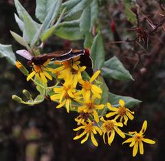 Senecio panticallensis