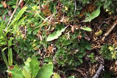 Azorella multifida