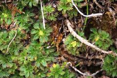 Azorella multifida