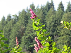 Spiraea douglasii
