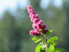 Spiraea douglasii