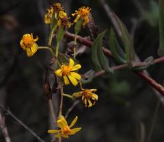 Senecio panticallensis